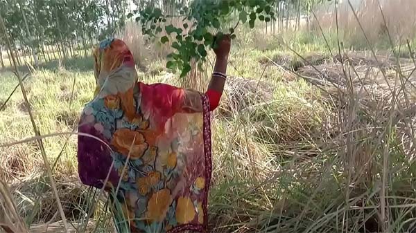गेहूं के खेत में चाची के चोदाई
