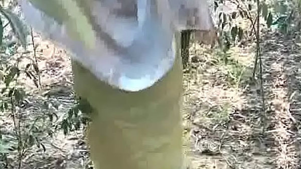 गाँव देहात के भाभी के आउटडोर चोदाई